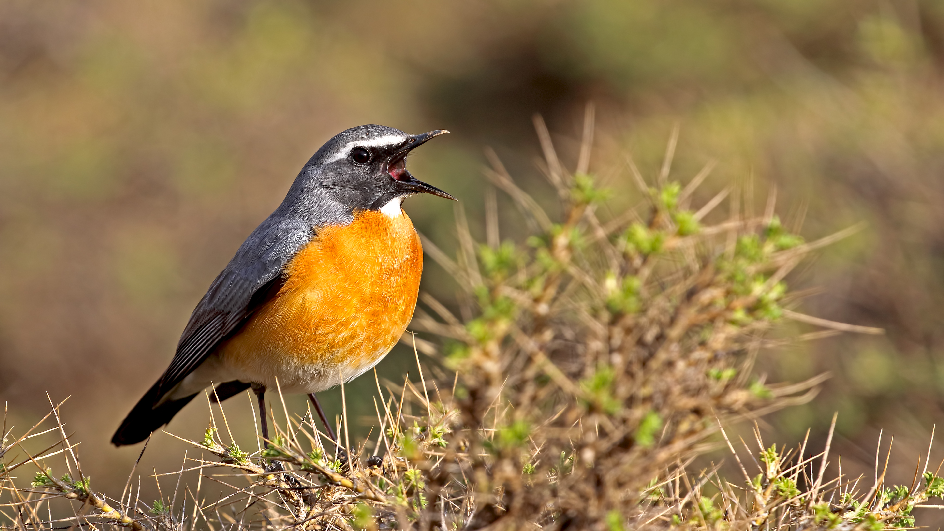 White-throated Robin